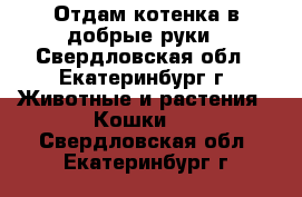 Отдам котенка в добрые руки - Свердловская обл., Екатеринбург г. Животные и растения » Кошки   . Свердловская обл.,Екатеринбург г.